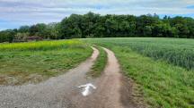 Blick auf die Wanderstrecke - auf dem Zemlinger Rundwanderweg