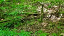  Blick zum Dienbach 