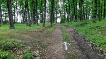 Blick auf die Wanderstrecke - auf dem Zemlinger Rundwanderweg