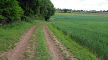 Blick auf die Wanderstrecke - auf dem Zemlinger Rundwanderweg