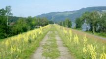 Wanderroute auf dem Damm entlang der Donau flussaufwrts  