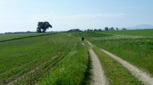 Blick auf die Wanderstrecke durch die Riede Kirchenfeld
