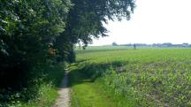 Blick auf die Wanderstrecke entlang der Riede Kirchenfeld