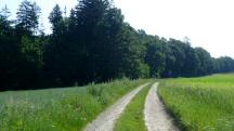 Blick auf die Wanderstrecke entlang der Riede Kirchenfeld