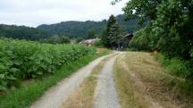Blick auf die Wanderstrecke Richtung Groweichselbach 