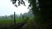  Blick auf die Wanderstrecke im Regen 