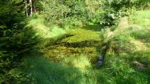  Blick zu einen kleinen Weiher am Wegesrand 
