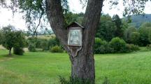  Blick zu einen Bildbaum am Wegesrand 