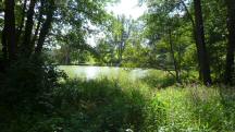  Blick zum Waldteich 