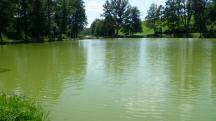  Blick auf dem Waldteich 