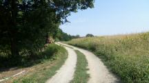 Blick auf die Wanderstrecke entlang der Riede "Im Greut"