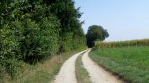 Blick auf die Wanderstrecke entlang der Riede "Im Greut"