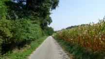 Blick auf die Wanderstrecke entlang der Riede "Im Greut"