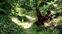  Blick auf die Wanderstrecke im Wimmergraben 