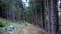 Blick auf die Wanderstrecke durch die Waldriede Grobergen 