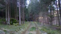 Blick auf die Wanderstrecke durch die Waldriede Grobergen 