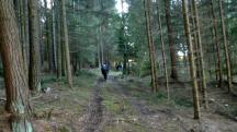 Blick auf die Wanderstrecke durch die Waldriede Grobergen 