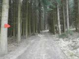  ein kurzes Wegstück durch den Wald 