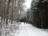  bergab in den Kogelbachgraben 