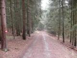  Wanderroute auf schnen Forstwegen 