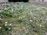  der Frhling lt gren 