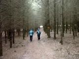  schner Waldweg 