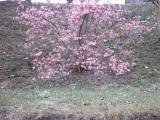  der Frhling ist da 