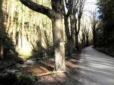 Wanderweg im Mieslinggraben 