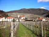  Spitz an der Donau 