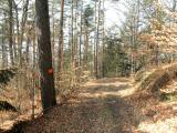  bergab auf schnen Waldwegen 