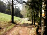  bergab auf schnen Waldwegen 