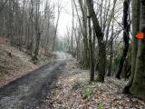 bergab auf schnen Waldwegen 