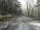 bergab auf schnen Waldwegen 