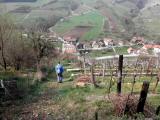  bergab durch die Weingrten 