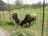  Wildpark Schwarz 