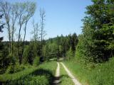  schner Waldwanderweg 