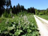  schner Wanderweg 