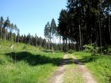  schner Waldwanderweg 