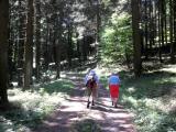  schner Waldwanderweg 