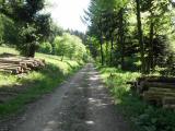  schner Waldwanderweg 