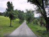  schne Allee bei Kloster Hochstra 