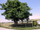  ein schnes Naturdenkmal 