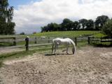  Gestt in Sichelbach 