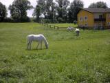  Gestt in Sichelbach 
