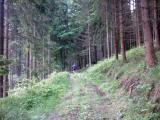  schner Waldweg 