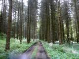 schner Waldweg 