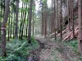  schner Waldweg 