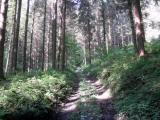  schner Waldweg 