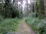  schner Waldwanderweg 