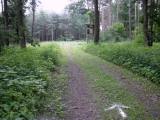  schner Waldwanderweg 